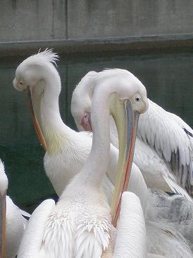 砥部動物園ペリカン