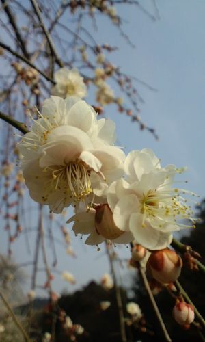 ume-yae.jpg